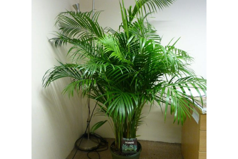 1522115573702910.jpg 除湿植物棕榈.jpg