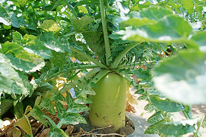 1543977789689481.png 青萝卜.png