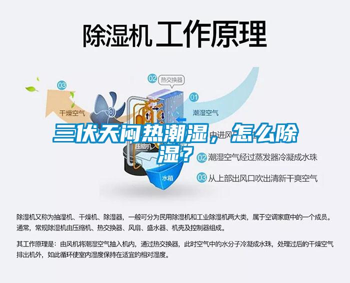 三伏天闷热潮湿，怎么除湿？