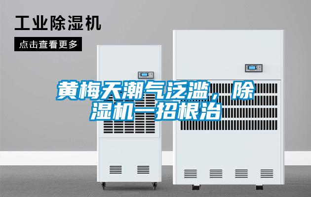 黄梅天潮气泛滥，茄子视频懂你更多在线观看一招根治