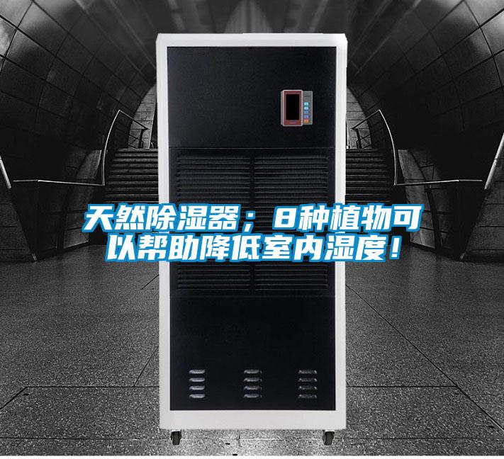 天然除湿器；8种植物可以帮助降低室内湿度！