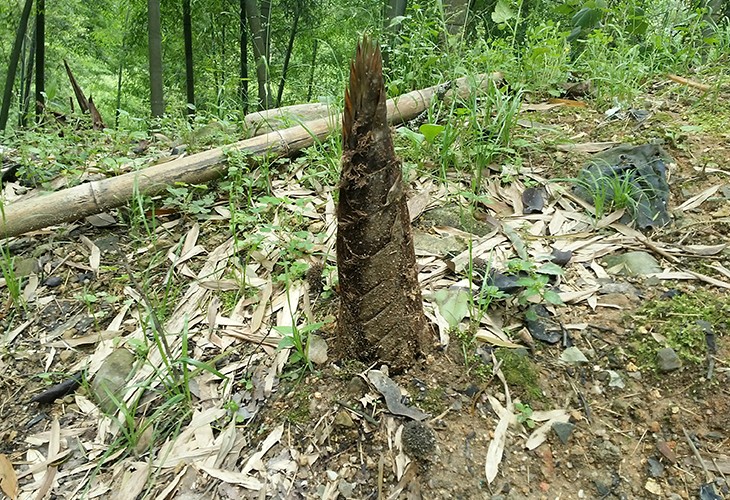 福建省漳州市芗城区客户闽笋干干燥烘干茄子视频懂你更多在线观看