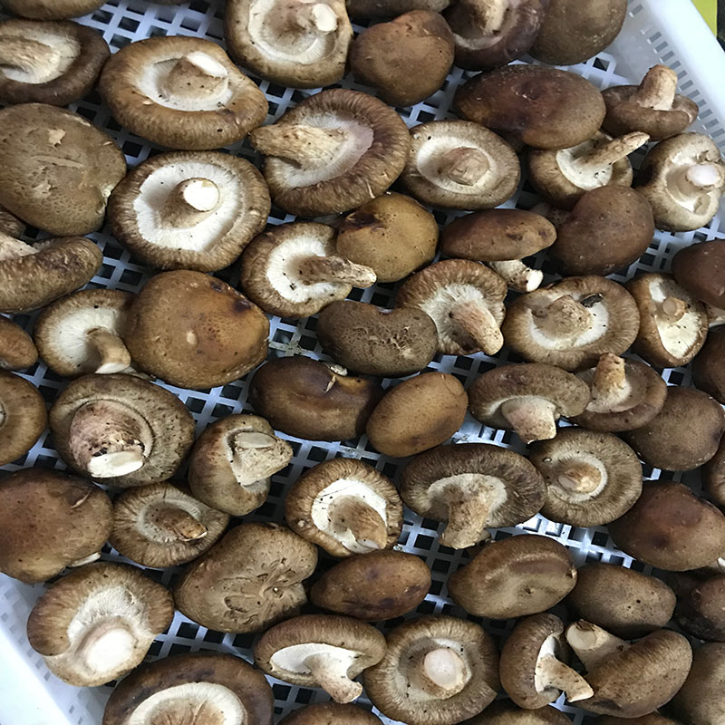 湖北省京山县的菇农代表选用茄子污视频下载茄子污视频下载食用菌烘干机模块即香菇烘干机